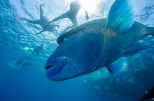 Coup de coeur Pro Dive Cairns